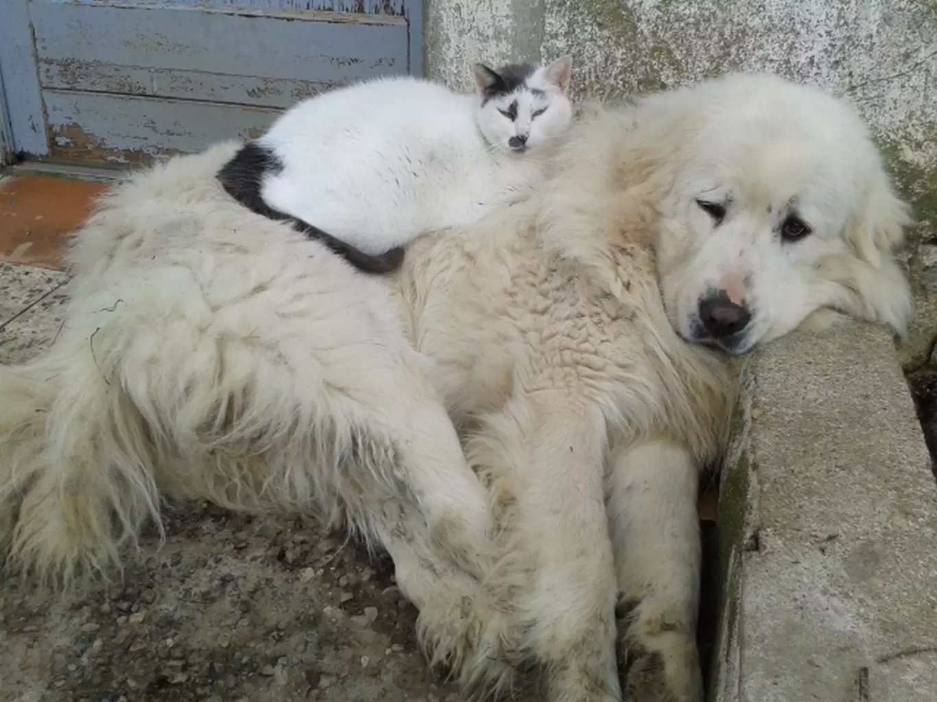 Soins Spécifiques pour Animaux Cambo-les-Bains - Suivi, Chirurgie et Prévention