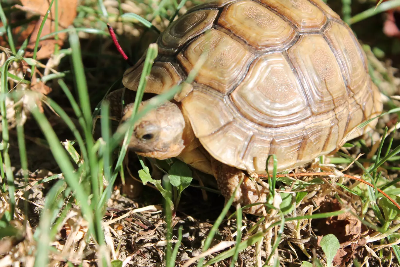 Soins Spécifiques pour Animaux Cambo-les-Bains - Suivi, Chirurgie et Prévention