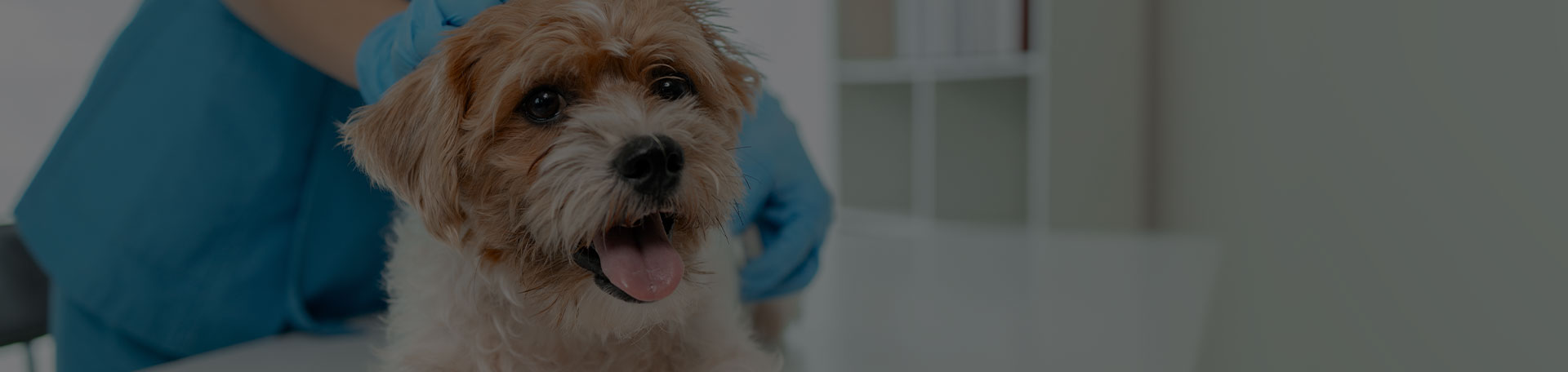 Soins Spécifiques pour Animaux Cambo-les-Bains - Suivi, Chirurgie et Prévention