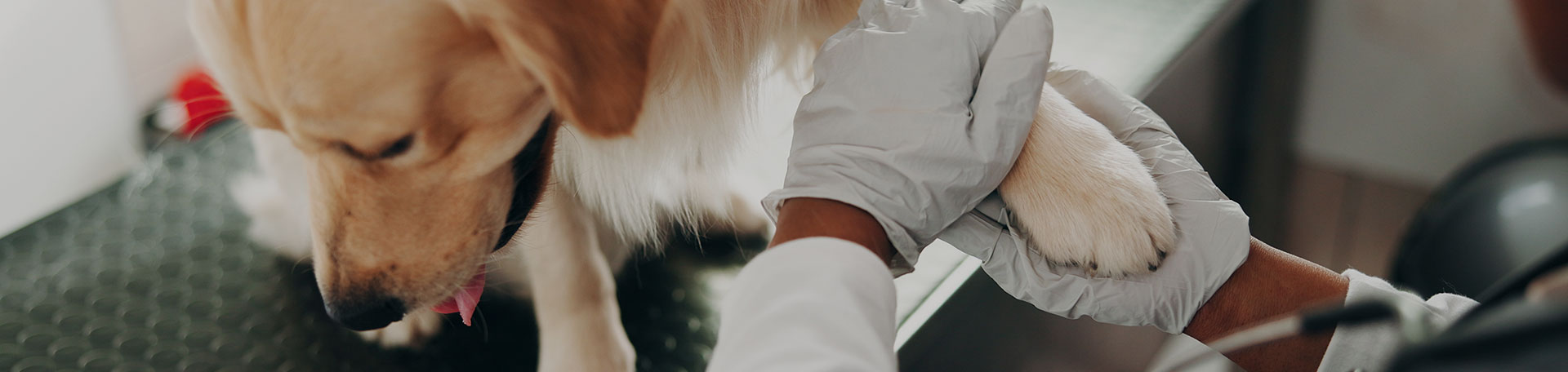 Consultations générales pour animaux – Soins et suivi santé